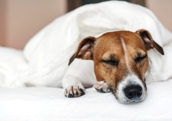 Cute dog Jack Russell Terrier sleeping on a white bed in a cozy interior.