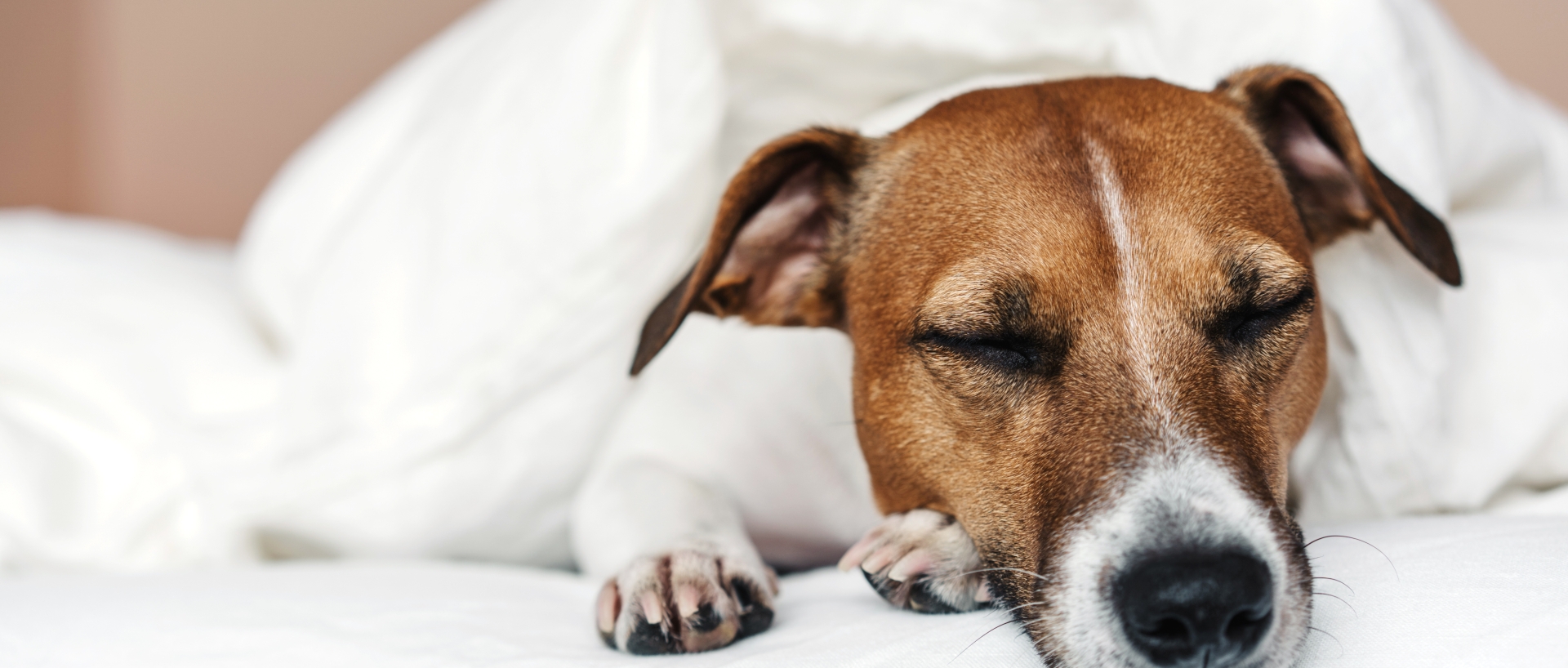 Dog on the bed