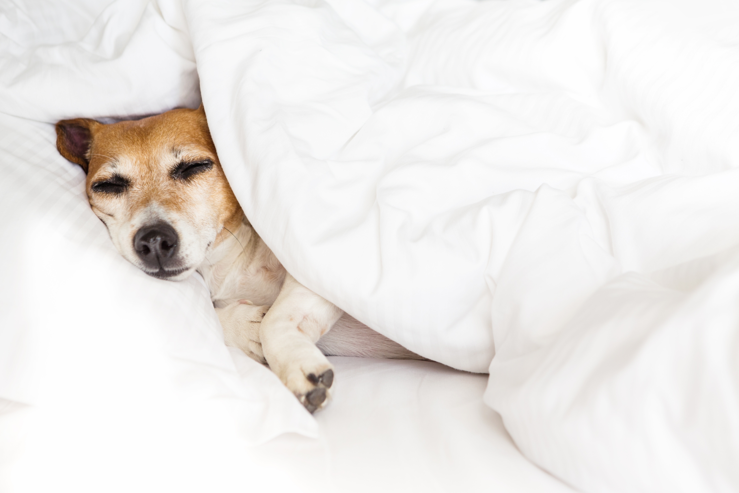 Dog asleep in hotel bed with white sheets and duvet cover