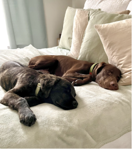 Adopted dogs, Cruz and Harlo, take a nap together on a bed with cream colored linen sheets