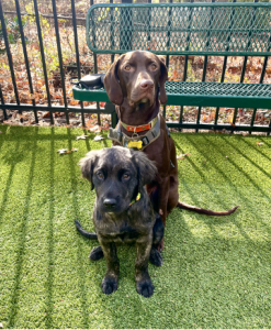 Adopted dogs Cruz and Harlo sitting looking at the camera at a dog park