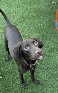 Cruz an adopted dog from 2023 event at The Hotel at the University of Maryland