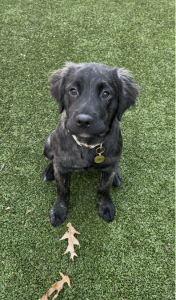 Harlo an adopted dog from 2023 event at The Hotel at the University of Maryland